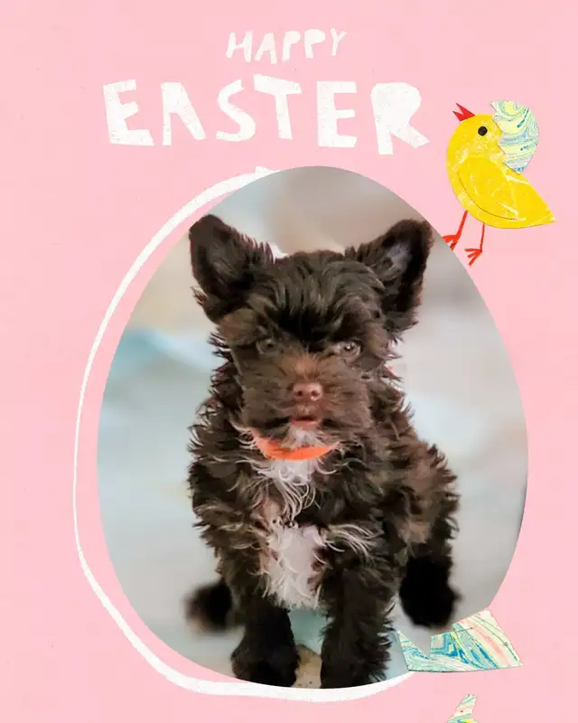 Rare dark chocolate yorkie puppies in Dogs & Puppies for Rehoming in City of Toronto - Image 4