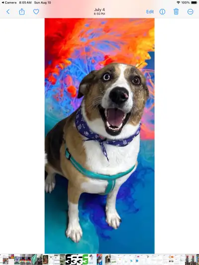 Mixed Breed Dog, View more