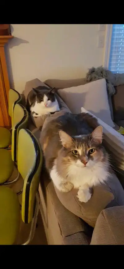 Cat Sitting Gig, View more