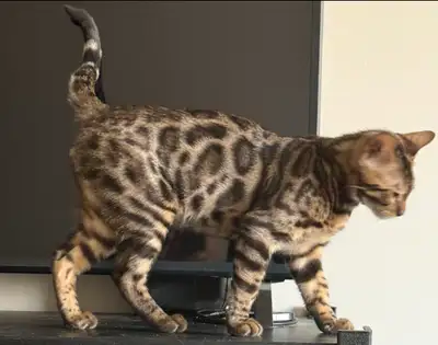 Purebred Male Bengal, View more