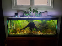75gal aquarium and freshwater fish/plants