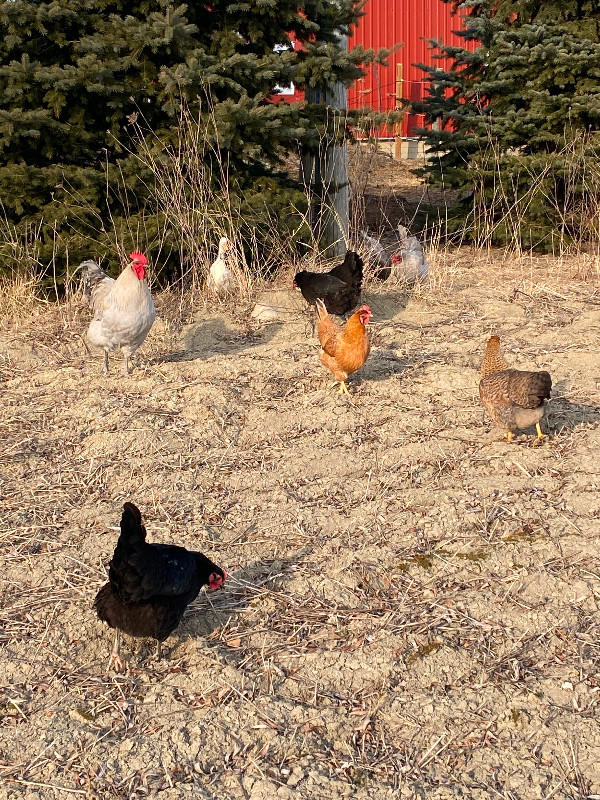 Hatching eggs available in Livestock in Chatham-Kent - Image 3