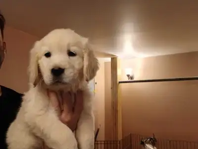 chiot femelle golden, View more