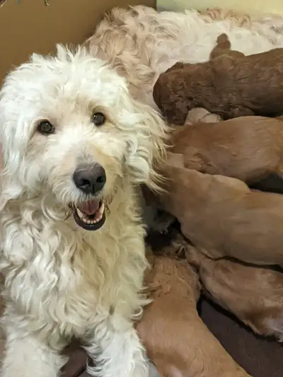 Molly, is a very sweet F1 apricot goldendoodle , she varies between 50-55 lbs. She is 4 years old an...