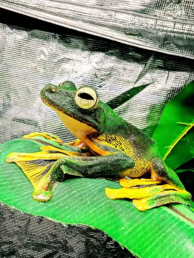 CB Wallace Flying Frog  - Arriving  July, View more