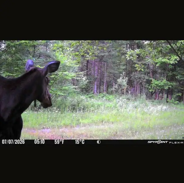 55 acres – Terre à bois à louer – Zone 4 – Cerfs et orignaux in Quebec in Canada - Image 11