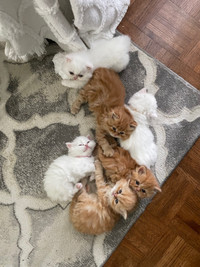 Purebred Male Persian Kittens   - looking for forever home