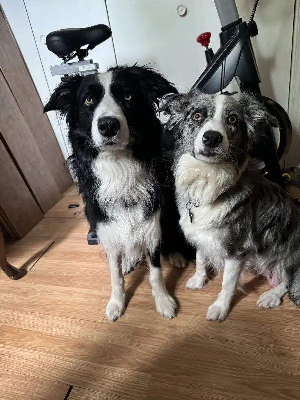border collie 3 mois/months in Dogs & Puppies for Rehoming in Gatineau - Image 3