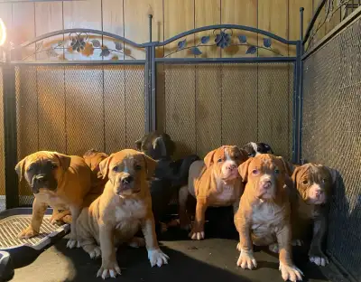 American Bulldog puppies now available, View more