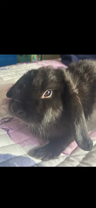 bélier lapin , View more