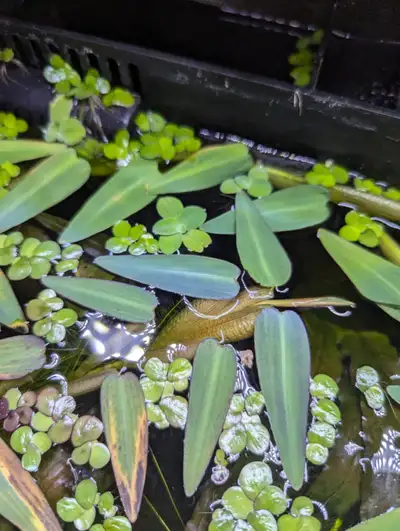 Floating Aquatic plant Hygroryza Aristata, View more