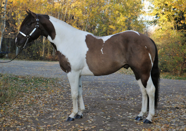 Smokey Grullo Tobiano APHA stallion at stud - 7 Panel N/N in Horses & Ponies for Rehoming in Edmonton - Image 2