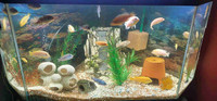 Cichlids available 