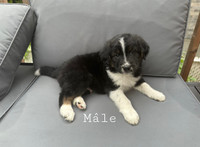 chiots a vendre in Longueuil / South Shore - Kijiji Canada