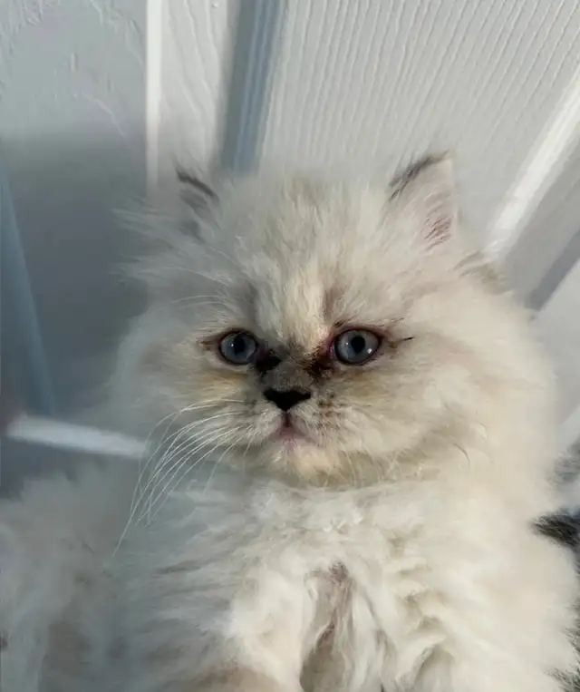 Blue point Persian kitten in Cats & Kittens for Rehoming in City of Toronto - Image 3