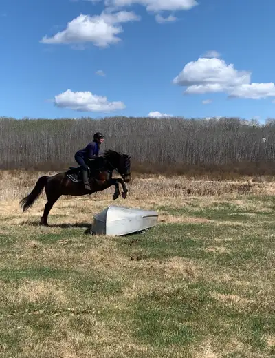 cross country Morgan gelding, Voir plus