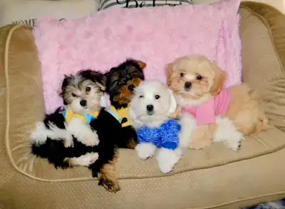 Tiny Toy Morkie Puppies, View more