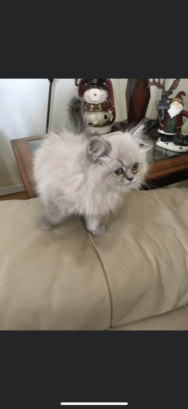Himalayan x ragdoll kittens! Cats & Kittens for Rehoming Vancouver