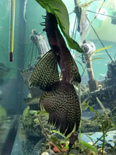Juvenile White-Tipped Bristlenose Plecos - Long & Short Fins, View more