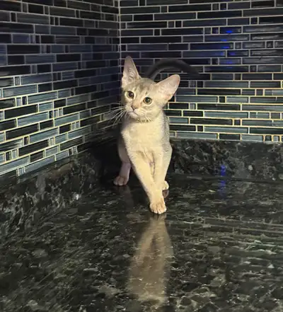 Abyssinian kittens, View more