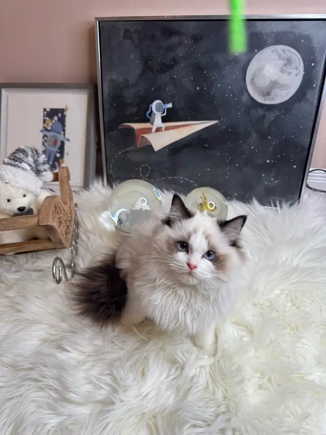 purebred ragdoll boy