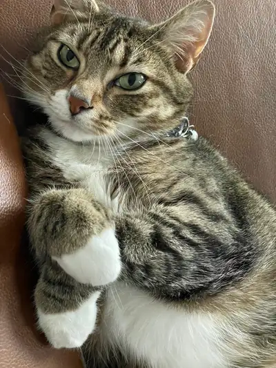Cats looking for new homes, View more