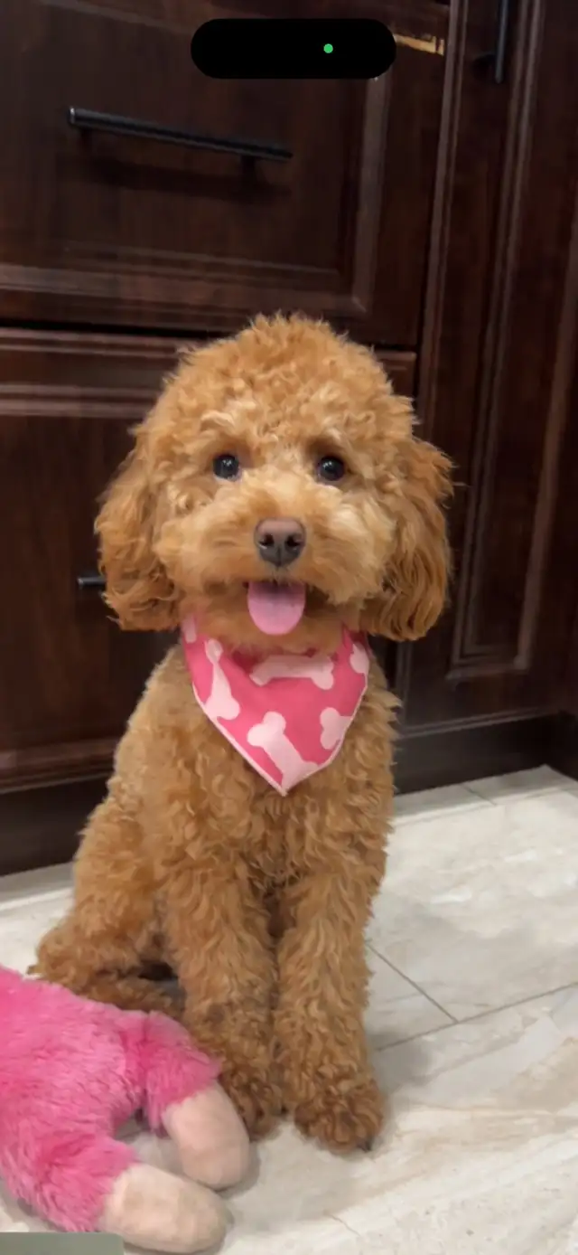 Rehoming Toy Poodle