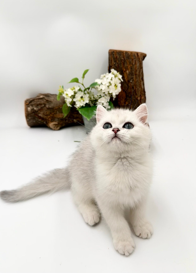 British Shorthair Kittens TICA registered  in Cats & Kittens for Rehoming in Markham / York Region - Image 3