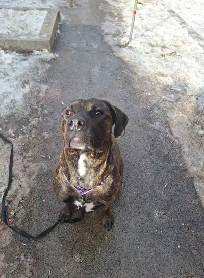 Becky is a two year old Cane Corso/Mastiff mix who craves nothing more than to spend quality time wi...