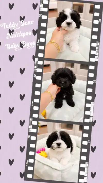 ❤️❤️❤️ TEDDY BEAR MALTIPOO BABIES READY ❤️❤️❤️, View more