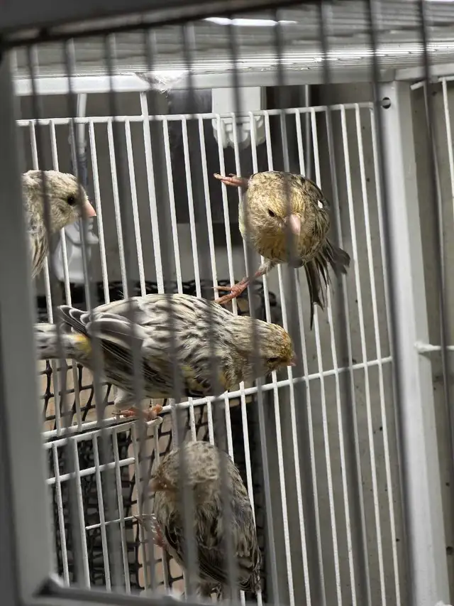canary for sell in Birds for Rehoming in Edmonton - Image 3