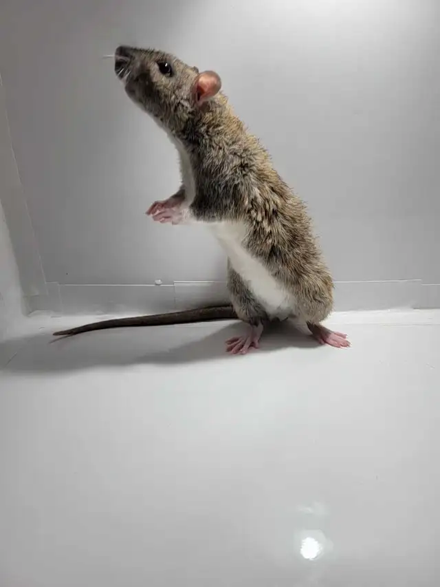 RED RATTERY ADOPTIONS in Small Animals for Rehoming in Delta/Surrey/Langley - Image 6