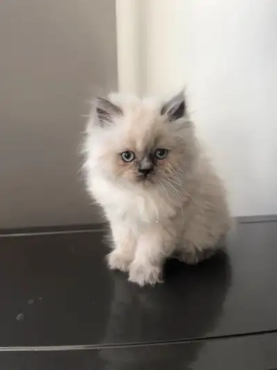 ❤️Chatons himalayen bleu point,vacciné et disponible ❤️, View more
