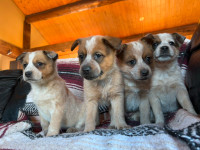 Red Heeler Puppies * Ready to go