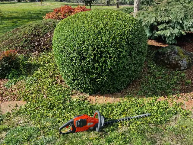 Leaf Removal & Shrub Trimming