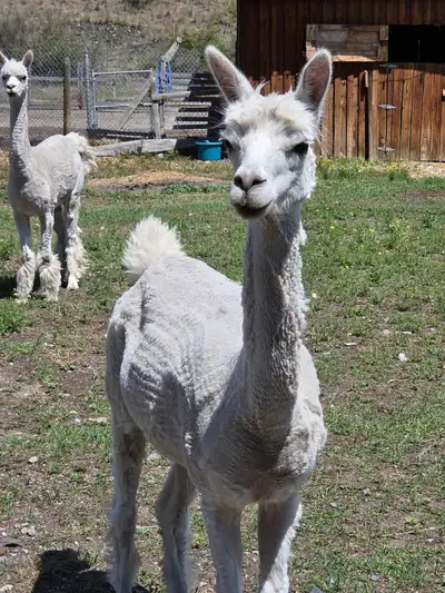 female alpaca -proven, View more