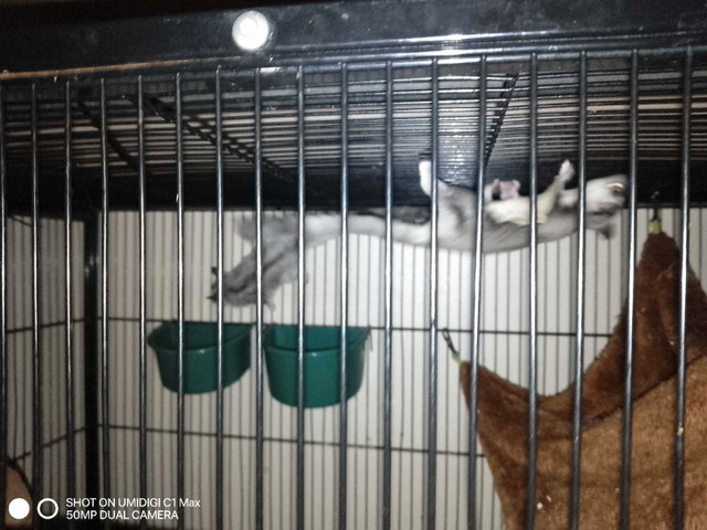 Suger gliders with  cage in Small Animals for Rehoming in Leamington - Image 4