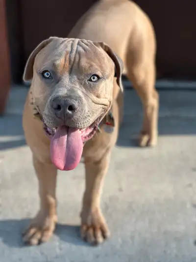 Beautiful male puppy, View more