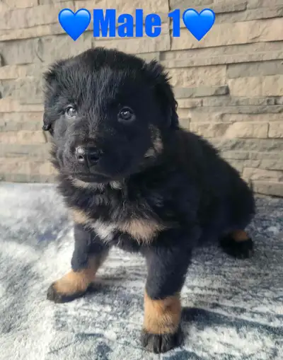 Aussie X Puppies, View more