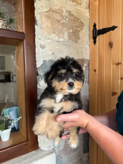 Outstanding F2 Mini Bernedoodle Puppies, View more
