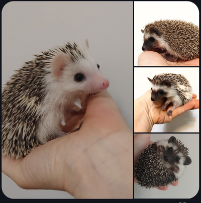 ♥Baby girl hedgehogs, you choose, View more