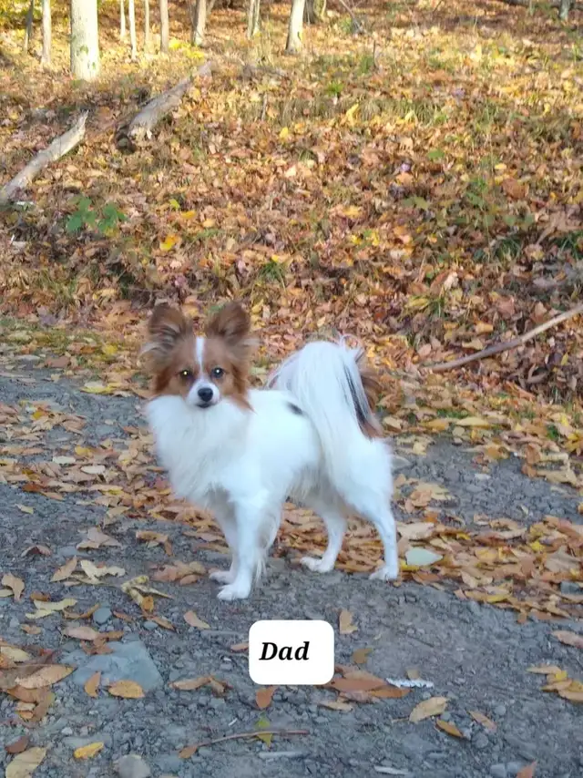 papillon-puppies-dogs-puppies-for-rehoming-mississauga-peel