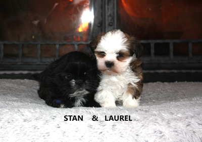 Exceptional Quality Imperial Shih Tzu Puppies, View more