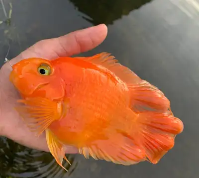 female parrot cichlid , View more