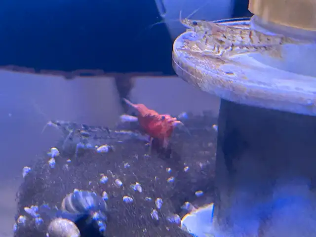 Neo caradina shrimp random colours in Fish for Rehoming in Brantford - Image 2