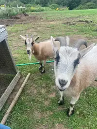 Nigerian dwarf x Pygmy goats