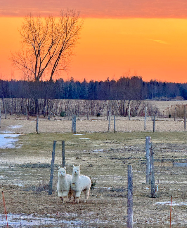 Alpagas  dans Animaux de ferme  à Drummondville - Image 4