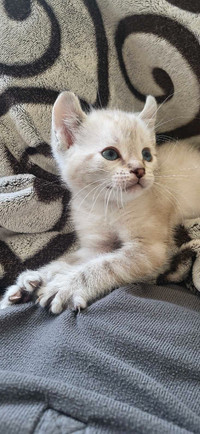 Chatons Highlands lynx 