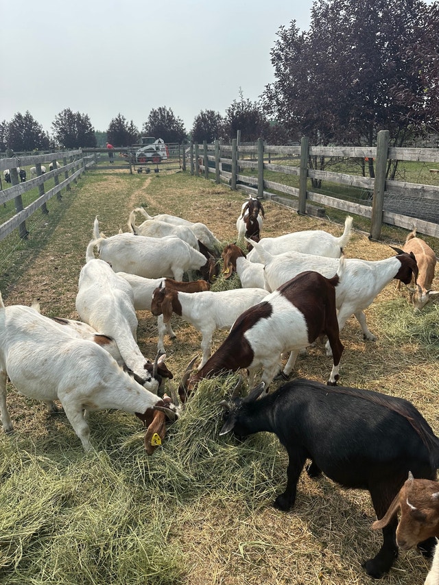 Herd of Boer Goats Livestock Calgary Kijiji