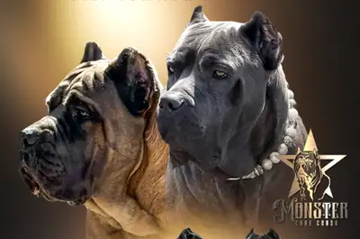 Cane  Corso Puppies! Champion Bloodlines!, View more